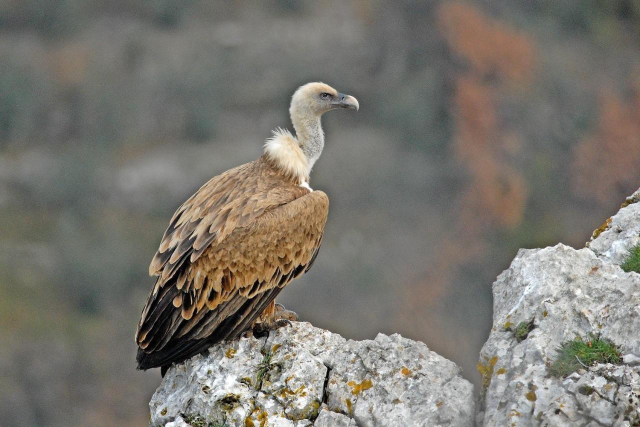 Entre Terre Et Ciel Panzió Rémuzat Kültér fotó