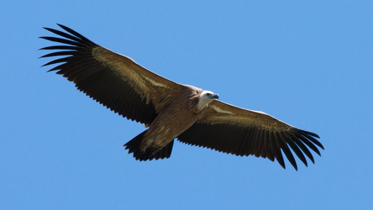 Entre Terre Et Ciel Panzió Rémuzat Kültér fotó